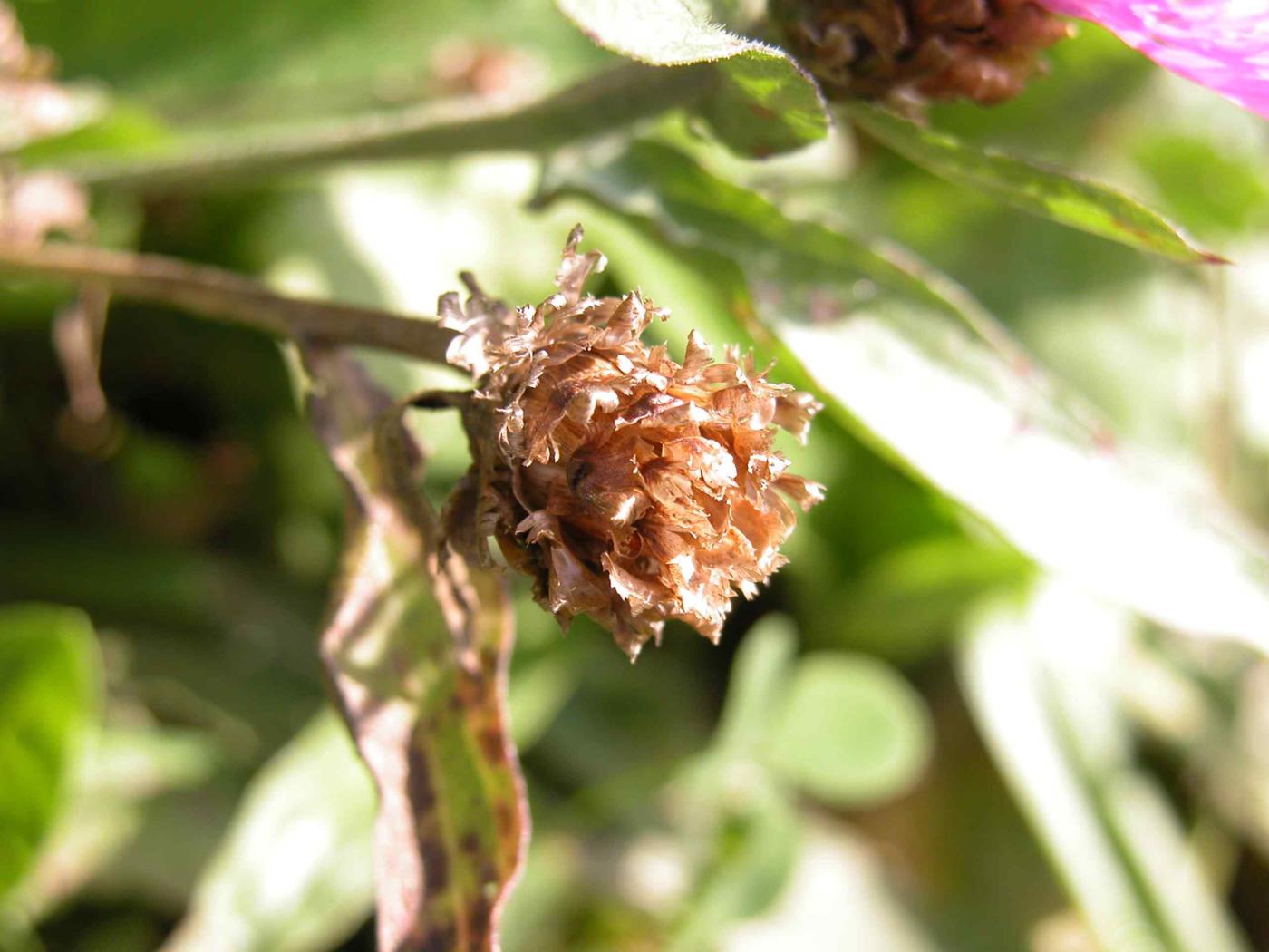 Knapweed, Common fruit